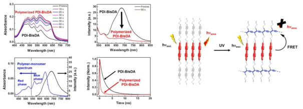 PDI-BisDA의 중합에 따른 흡광도 변화와 형광 소광