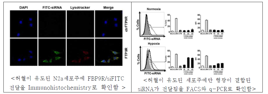 허혈세포 특이적 siRNA 전달