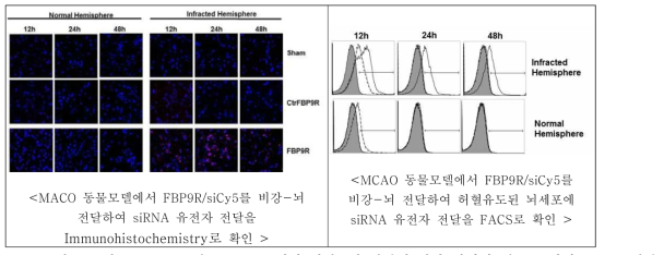 뇌졸중 동물모델 (MCAO) 에서 비강-뇌 전달에 의한 뇌허혈 세포 특이적 siRNA 전달