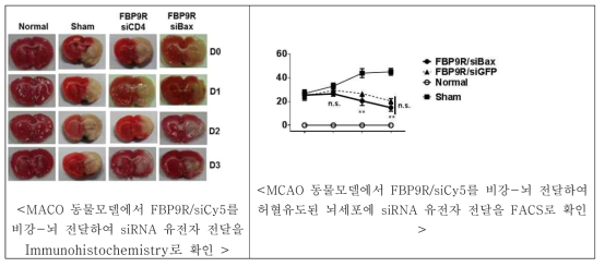 뇌허혈 동물모델에서 FBP9R/siBax의 비강-뇌 전달을 뇌허혈에 의한 세포사멸 치료