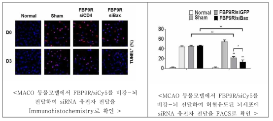 뇌졸중 동물모델에서 비강-뇌 전달에 의한 FBP9R/siBax에 의한 세포사멸 제어