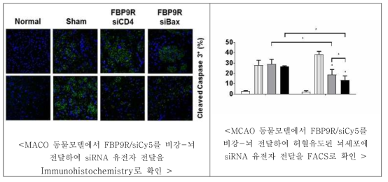 FBP9R/siBax 유전자 제어dp 의한 caspase3 제어