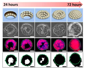 시간에 따른 간암세포 스페로이드 형성 과정 모식도 및 광학이미지, 형광이미지, 이분화 이미지 (scale bar=100um)