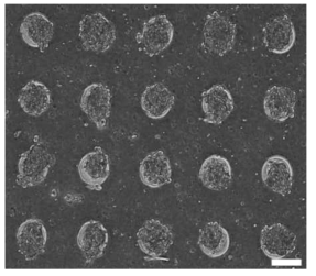 고분자 화합물 기반 3차원 세포패턴 단위구조체 제작용 플랫폼 위, 간암세포 배양 60시간 후 광학현미경 촬영 이미지