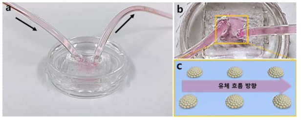 미세유체칩을 적용한 고분자 화합물 기반 3차원 세포패턴 단위구조체 제작용 플랫폼(a)과 그 확대 이미지 (b) 및 미세유체칩 내부 간암세포 스페로이드 모식도(c)