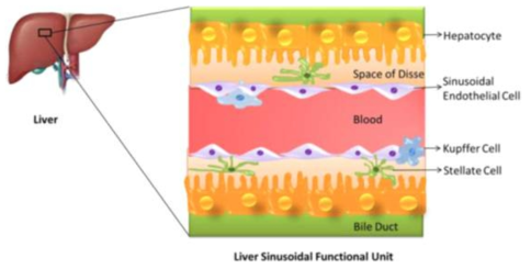 간 내부 세포 구조 모식도 (Biofabrication; 2013, 5(4), 045008)