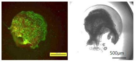 이종세포 공배양 단위구조체 제작 (오른쪽: Hepatocyte(적색), HUVEC (녹색) / 왼쪽: Hepatocyte,HepG2)