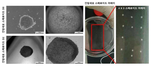 역배양 방법으로 배양한 3D 간암세포 스페로이드 (HepG2 cell spheroids) 제작 과정과 스페로이드 구조체 형성, 12개의 스페로이드를 array 형태로 제작한 간암세포 스페로이드 플랫폼 사진