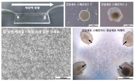 제작된 형태의 물리적 자극 공급이 가능한 간암세포 스페로이드 어레이 및 정상 간세포 공배양 세포칩 사진 및 실제 간암세포 스페로이드 (검정 화살표)/정상 간세포 공배양 사진