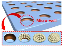 고분자 화합물 기반 3차원 세포패턴 단위구조체 제작용 플랫폼과 이를 이용한 3차원 세포 생장 모식도