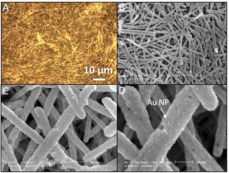(A) Galvanic replacement 후 PDMS/Ag-Au 나노와이어 복합체의 광학현미경 사진. Au 나노입자가 나노 와이어 표면에 코팅되어 있어 금색을 띠는 것을 알 수 있음. (B-D) (A)의 전자 현미경 사진