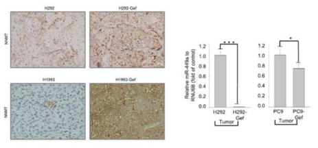 tumor xenograft 모델에서 NNMT 및 microRNA 발현량 확인