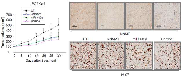 PC9-Gef 세포의 tumor growth에 미치는 miR-449a 및 siNNMT의 영향