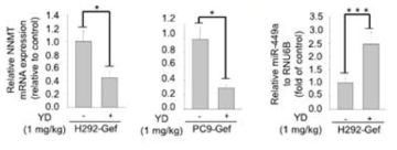 tumor xenograft 모델에서 YD 투여시 NNMT 및 miR-449a 발현 확인