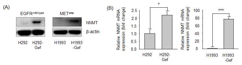 Gefitinib 내성 세포주에서 NNMT의 단백질 및 유전자 발현 변화