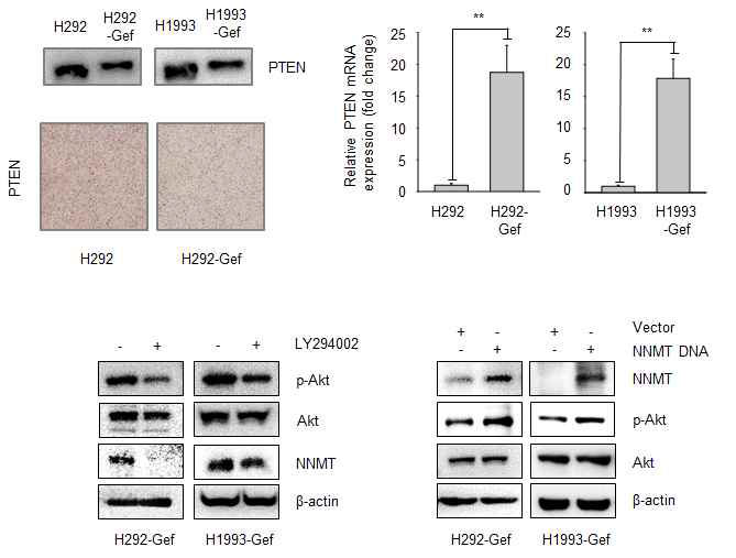 내성세포주에서의 PTEN 발현량 및 Akt와 NNMT와의 상관성 확인