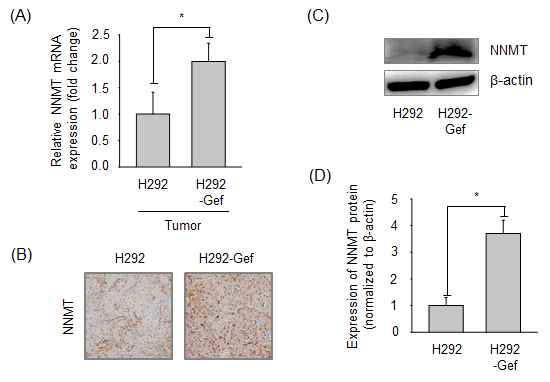 Tumor xenograft model의 tumor 조직에서의 NNMT 발현 차이