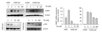 YD 처리에 의한 NNMT 및 p-Akt의 발현 변화