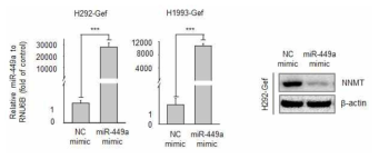 miR-449a mimic 처리에 따른 NNMT 발현 변화