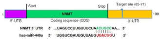 Bioinformatics 분석 결과 (targetscan.org)