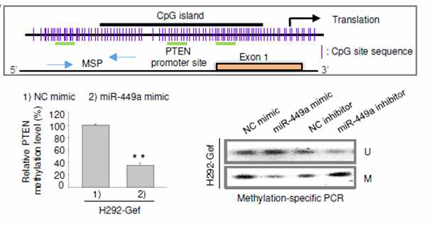 miR-449a에 의한 PTEN promoter methylation 변화