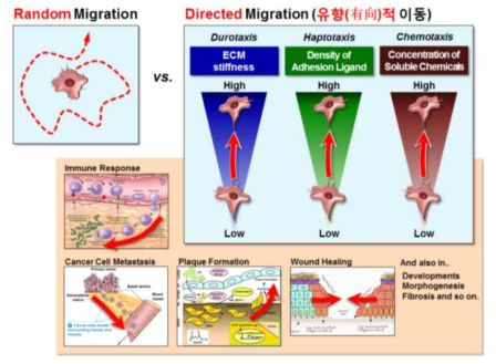 생체신호의 공간적 변화에 의한 세포의 유향적 이동과 다양한 생리학·병리학적 과정에서의 중요성