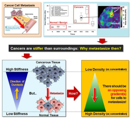다양한 생체신호의 공간적 구배와 암세포 초기의 전이과정에 대한 영향