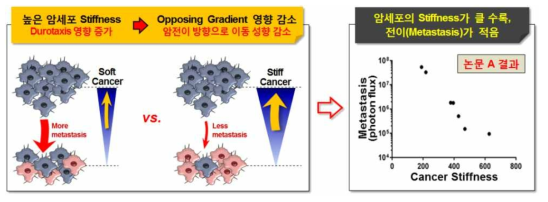 암세포 조직의 강성도 증가에 따른 암전이 비율의 감소