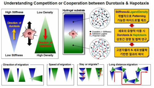 강성도와 세포접합분자 밀도의 공간적 구배에 따른 세포의 이동 방향 및 속도 변화 연구