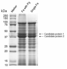 단독 및 혼합배양된 F. alocis의 단백질 프로파일