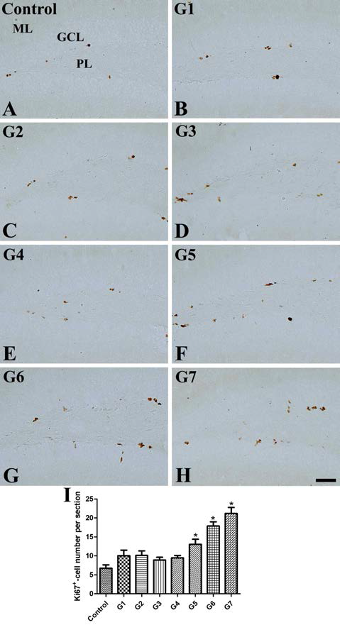 Immunohistochemistry for Ki67 in the dentate gyrus in vehicle-treated control (A), pyridoxine (B), exercise (C), EGCG (D), environmental enrichment (E), and various paradigm of alternative treatments of these factors (F-H). Ki67 immunoreactive (+) nuclei are mainly detected in the subgranular zone of dentate gyrus. Note that Ki67+ nuclei are few in the vehicle-treated control group, while these nuclei are abundant in the groups treated with various paradigm of these factors. In addition, the enhanced ability of Ki67+ nuclei is prominent in the unpredictable treatments of these factors. GCL, granule cell layer; ML, molecular layer; PL, polymorphic layer. Scale bar = 50 um. (I) Number of Ki67+ nuclei per section for each group (n=7 per group; *p < 0.05, versus vehicle-treated control group). Data are presented as mean ± SEM