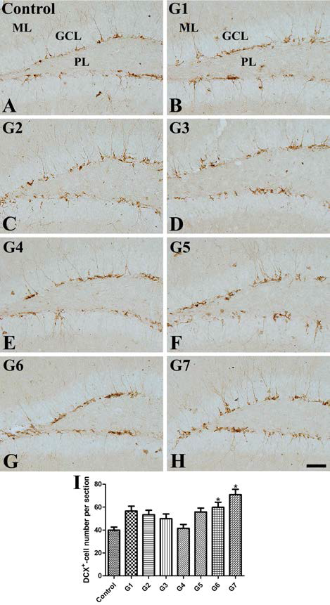 Immunohistochemistry for DCX in the dentate gyrus in vehicle-treated control (A), pyridoxine (B), exercise (C), EGCG (D), environmental enrichment (E), and various paradigm (F-H) of alternative treatments of these factors. DCX immunoreactive (+) neuroblasts are found in the dentate gyrus; cytoplasm in the subgranular zone of dentate gyrus and their dendrites are extended into two-thirds of molecular layer (ML) of dentate gyrus. Note that DCX+ neuroblasts are relatively abundant in the dentate gyrus of unpredictable treated groups (G6 and G7) of these factors. GCL, granule cell layer; PL, polymorphic layer. Scale bar = 50 um . (I) Number of DCX+ neuroblasts per section for each group (n=7 per group; *p < 0.05, versus vehicle-treated control group). Data are presented as mean ± SEM
