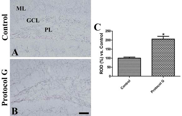 Immunohistochemistry for TH in the dentate gyrus in vehicle-treated control (A) and Protocol G treated (B) group. TH immunoreactive fibers are found in the polymorphic layer (PL) and molecular layer (ML) of dentate gyrus. Note that TH immunoreactive fibers are abundant in the protocol G-treated group compared to that in the control group. GCL, granule cell layer. Scale bar = 50 um. C: Relative optical densities (ROD) are expressed as a percentage of the value of the TH immunoreactivity in the dentate gyrus of control group (n=5 in each group). Data shown as mean ± SEM