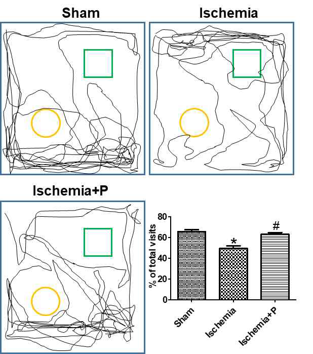 Exploration patterns were video recoded in sham-operated (Sham) and ischemia-operated animals with (Ischemia+P) or without (Ischemia) neurogenic protocol G; black lines are exploring patterns of gerbils, yellow circle and green square represent two different objects. Recognition index measured during novel object recognition of gerbils following forebrain ischemia and neurogenic protocol treatment (n = 10 per group; *P < 0.05, significantly different from the Sham group, #P < 0.05, significantly different from the Ischemia group). The bars indicate standard error of the mean (SEM)