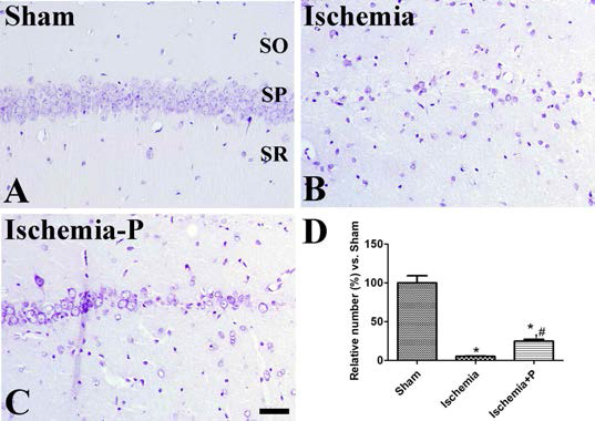 Cresyl violet staining in the hippocampus of sham-operated (Sham, A), ischemia-operated group without neurogenic protocol G (Ischemia, B), and ischemia-operated group with neurogenic protocol G (Ischemia-P, C). Scale bar = 50 μm. D: The relative number of cresyl violet positive neurons per section in all the groups (n = 5 per group; *P < 0.05, significantly different from the Sham group, #P < 0.05, significantly different from the Ischemia group). The bars indicate standard error of the mean (SEM)