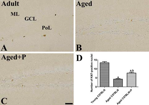 Immunohistochemistry for Ki67 in the dentate gyrus in adult (A), aged mice without (B) or with protocol G treatment (C). Note that Ki67+ nuclei are few in the aged group without protocol G treatment, while these nuclei are abundant in the groups treated with protocol G. GCL, granule cell layer; ML, molecular layer; PoL, polymorphic layer. Scale bar = 50 um. (D) Number of Ki67+ nuclei per section for each group (n=8 per group; ap < 0.05, versus adult group; bp < 0.05, versus aged group). Data are presented as mean ± SEM