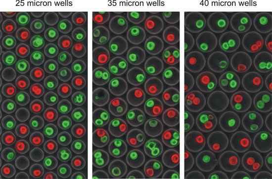 나노 웰 크기에 따른 세포들의 구비 차이. 형광 현미경을 통한 세포의 종류 확인