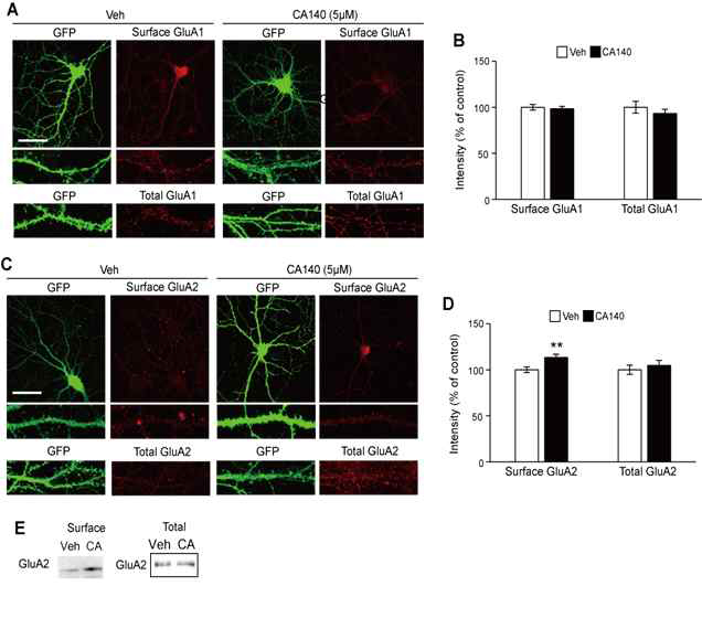 CA140 처리에 의해 surface GluA2 발현양