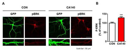 CA140에 의한 p-ERK 증가