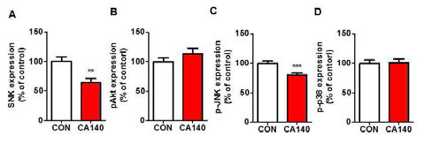 CA140에 의한 SNK, pAkt, p-JNK, p-p38 의 발현