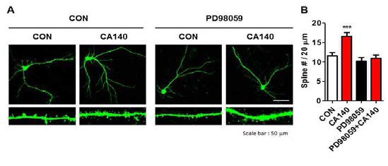 CA140에 의한 dendrite spine 형성과 p-ERK의 연관성 확인
