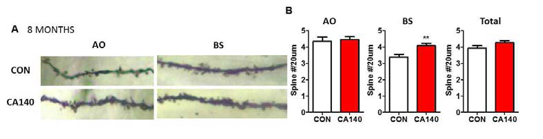 알츠하이머병 마우스모델 말기 (8 month)에서 CA140에 의한 dendrite spine 형성 변화