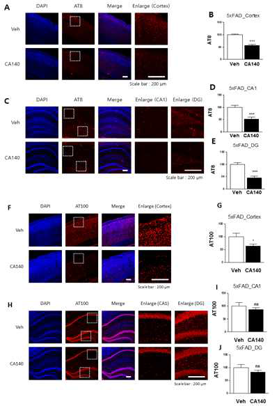 알츠하이머병 마우스모델 초기 (3month 5xFAD) 에서 CA140에 의한 AT8, AT100 level 변화