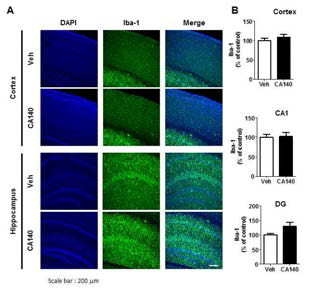 알츠하이머병 동물모델 (9 months PS19 mice)에서 CA140의 microglia 활성 변화