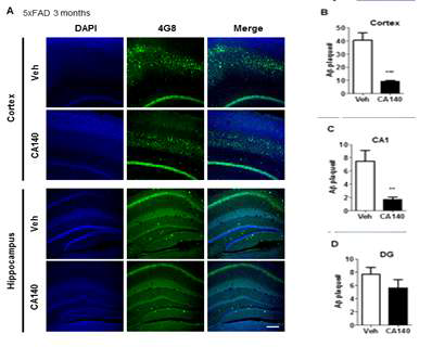 3개월령 알츠하이머병 마우스 모델 (5x FAD)에서 CA140에 의한 아밀로이드 플라크의 변화