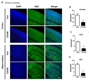 8개월령 알츠하이머병 마우스 모델 (5X FAD)에서 CA140에 의한 아밀로이드 플라크의 변화