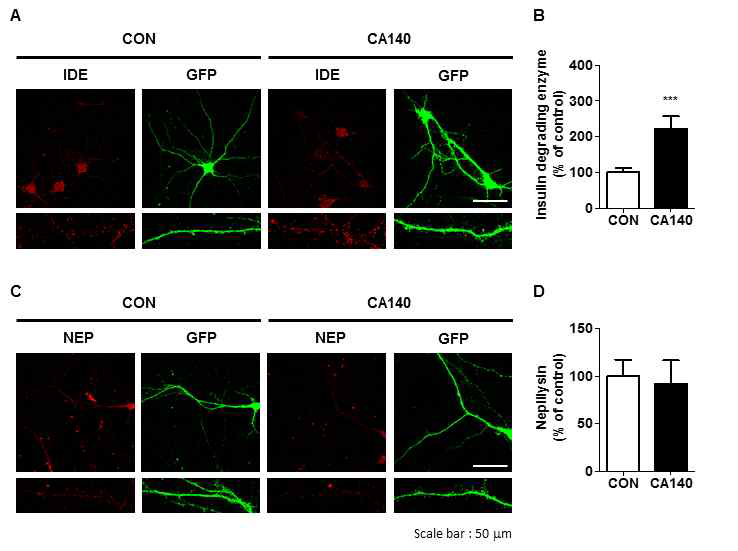 세포배양모델에서 CA140에의한 IDE와 NEP 발현 변화 분석