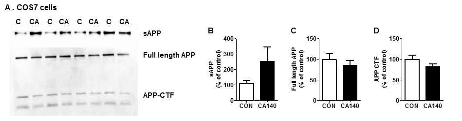 APP가 형질 도입된 COS7 세포에서 CA140에 의한 APP 단백질의 분해 산물에 대한 효과