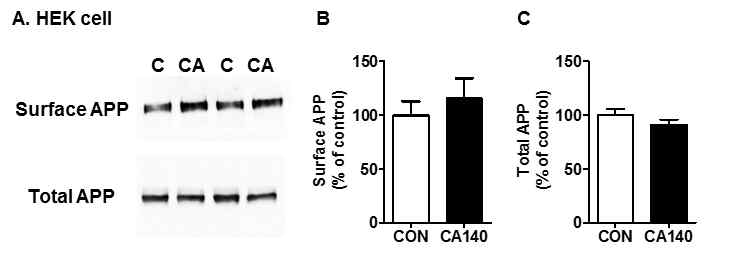 HEK cell에서 CA140에 의한 surface APP 및 total APP 발현 변화 관찰