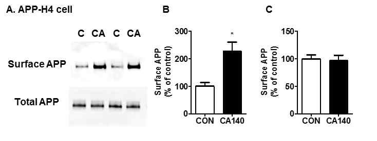 APP-H4 cell에서 CA140에 의한 surface APP 및 total APP 발현 변화 관찰